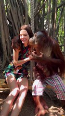 Orangutan Gets a Little Too Familiar With Visitor