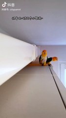 Beautiful parrot colourful parrot