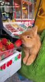 food,rabbit food,peter rabbit food,best rabbit food,food fun village,food for thought,fast food,