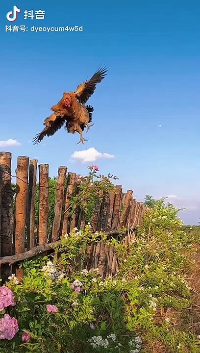 rabbit home,the rabbit home app,house rabbit,home alone,rabbit house,house rabbits,home,the rabbit