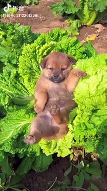 daily vlogs,snow dogs vlogs,dogs,big dogs,cute dogs,dog,snow dogs,guard dogs,funny dogs,dogs