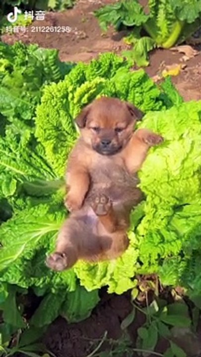 daily vlogs,snow dogs vlogs,dogs,big dogs,cute...