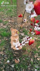 rabbit eating,rabbit eating dinner,bunny eating,rabbit eating dinner asmr,rabbit eating dinner