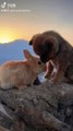 dog,friends,dog and rabbit best friends,dog and rabbit,dog rabbit,dog and rabbit friend,dog rabbit friends,friend,dog and rabbit