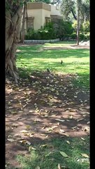 Birds charming ️️️