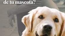 ¿Cómo afrontar la muerte de tu mascota?