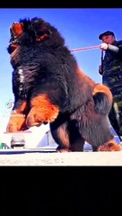 Biggest dog in the world | dog dangerous
