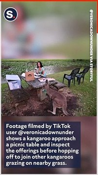 Curious Kangaroo Pokes Around Picnic Table