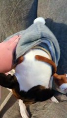 Reindeer antlers freak out Princess