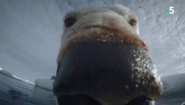 Caméras espions en terre animale - Sur les terres glacées