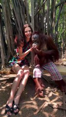 Orangutan Gets a Little Too Familiar With Visitor