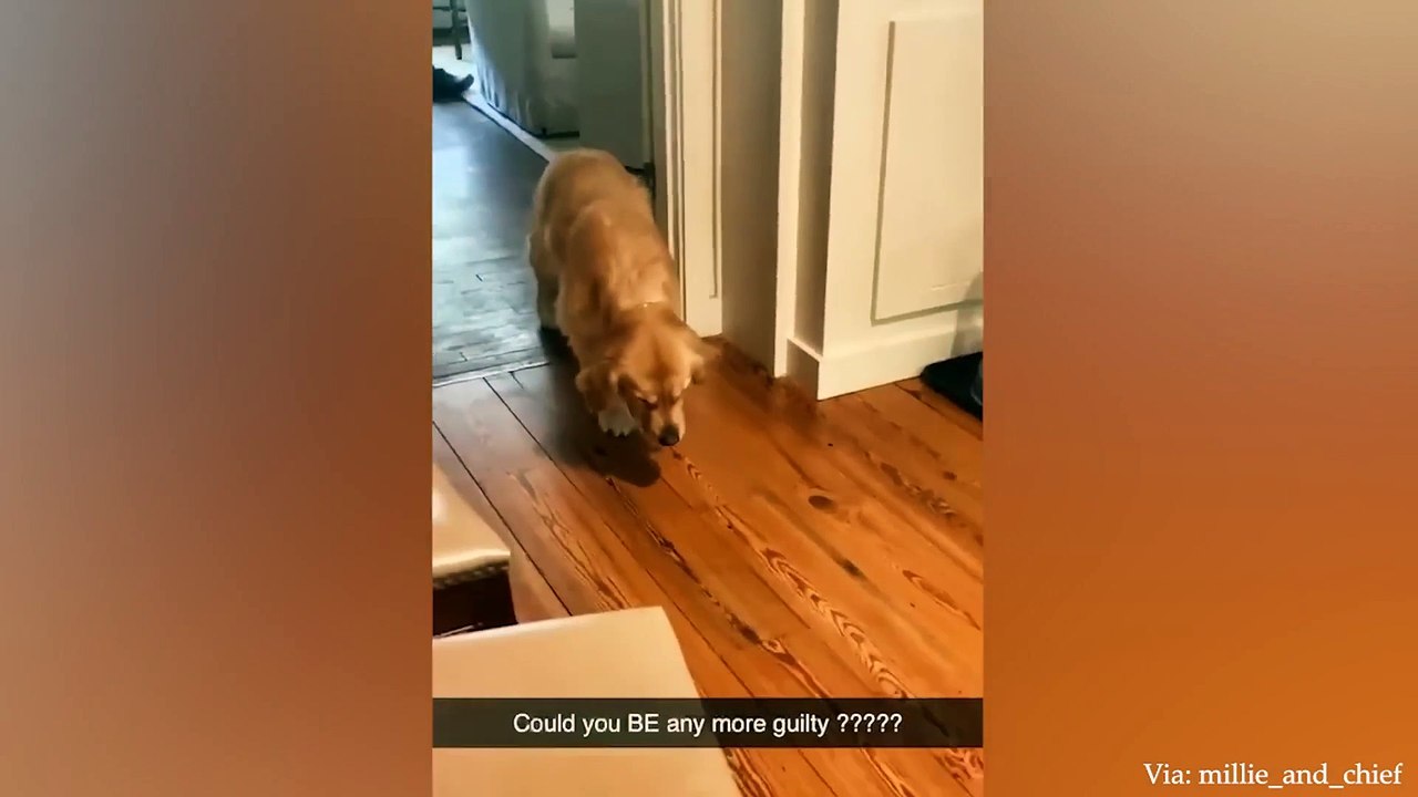 Reason why nobody wants to steal my dog Guilty Dog Videos video