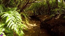 Relaxing Music-Relaxing Jungle Sound With Birds, Nature -Meditation & Stress Relief
