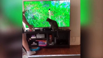 To Laugh Animals | Funniest Cat Videos In The World | Funny Animal Videos