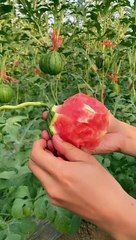 OMG Small Watermelon#usa #asmr #ahmad  #fruit