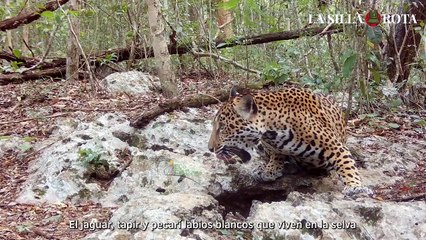 El Hábitat de reserva de la biósfera maya está en riesgo por hotel de la Sedena