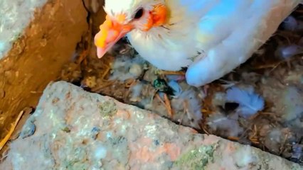 Machron ny Kiya pigeons py Hamla/Mosquito Attack