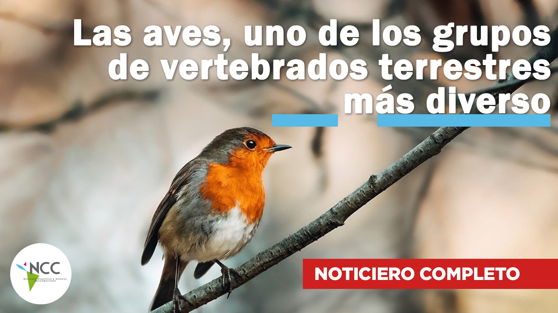 Las aves, uno de los grupos de vertebrados terrestres más diverso | 542 |  17 al 23 de abril 2023, image size:1920x1080