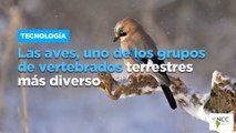 Las aves, uno de los grupos de vertebrados terrestres más diverso