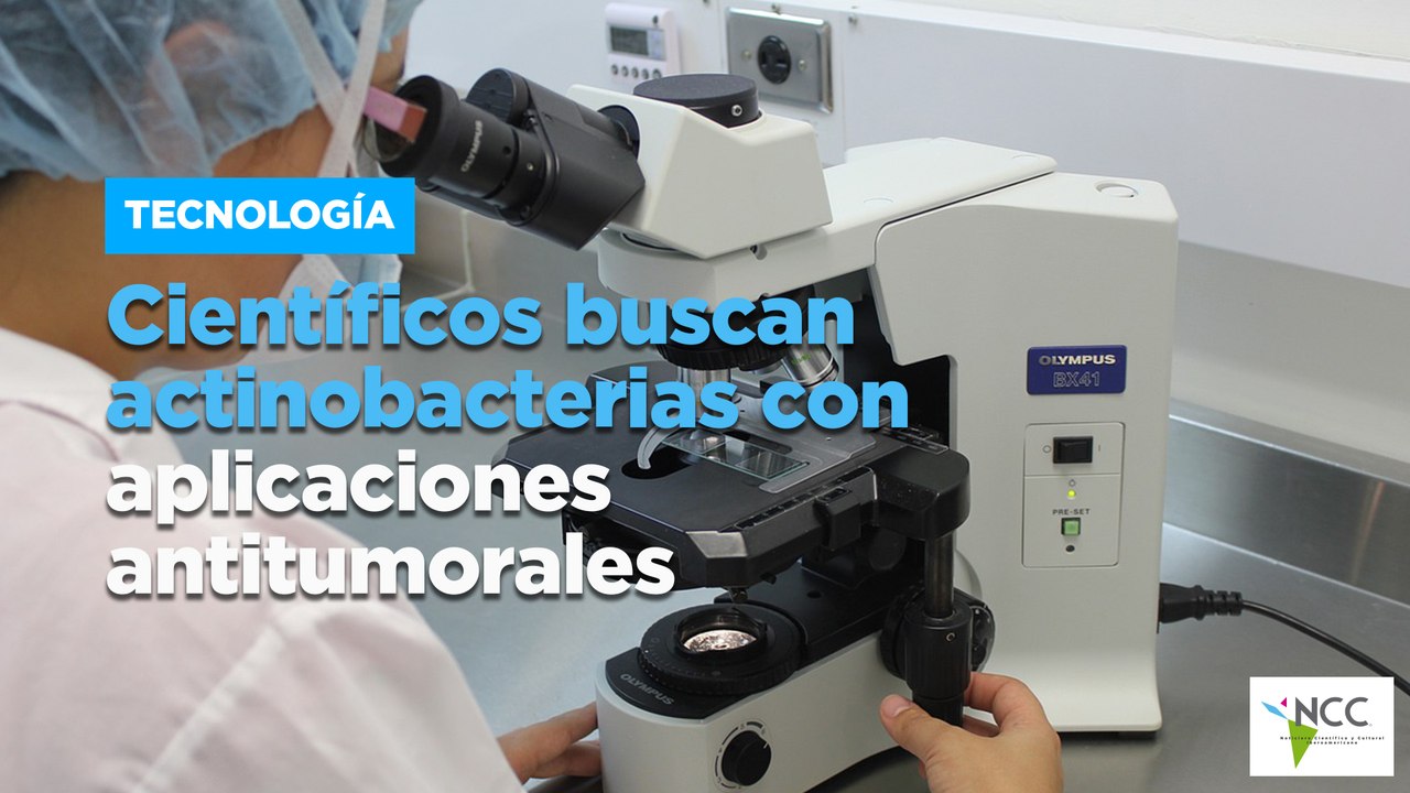 Científicos buscan actinobacterias con aplicaciones antitumorales
