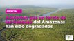 Advierten que un tercio de los bosques del Amazonas han sido degradados