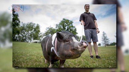 mqn-Cerdos miniatura se vuelven mascotas populares entre los ticos-120423