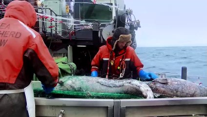 Les justiciers des océans - Sea Shepherd à la poursuite du Thunder | movie | 2022 | Official Trailer