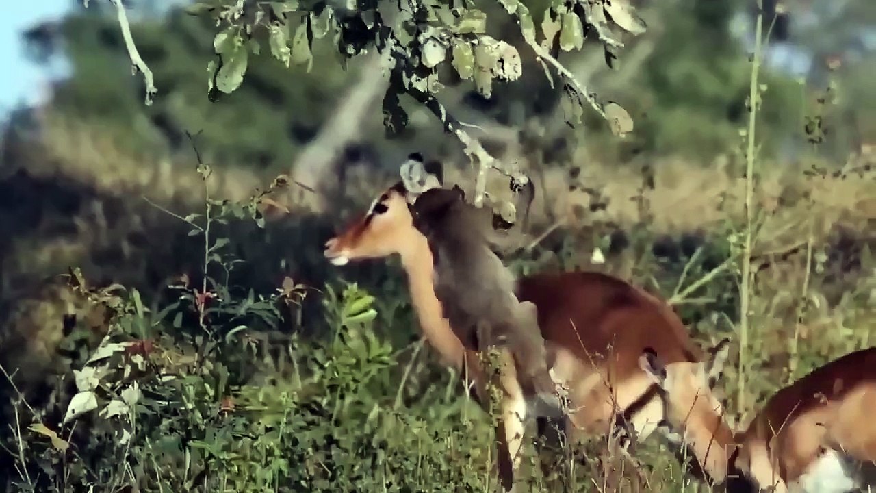 クロコダイルに襲われて重傷を負った野生の馬► コモドは馬を攻撃して食べる機会を得る
