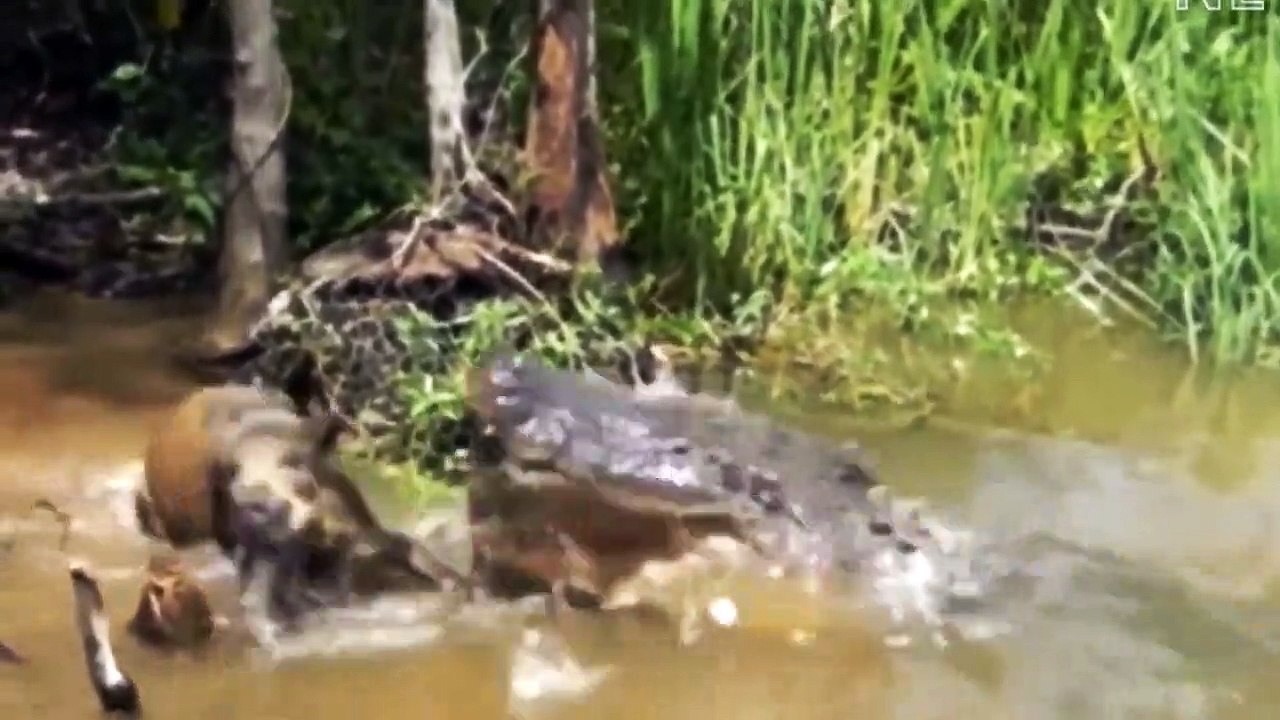 すべての野生動物がクロコダイルの前で恐怖を感じる理由 - 沼の王のシンセ ホラー攻撃