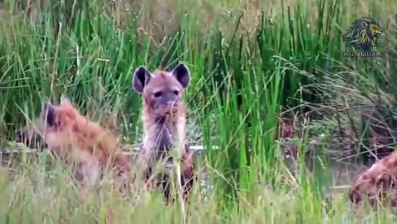 ヌーは生き残るために捕食者を撃退します - ヌー対ライオン、チーター、ヒョウ、ワイルドドッグ、ハイエナ