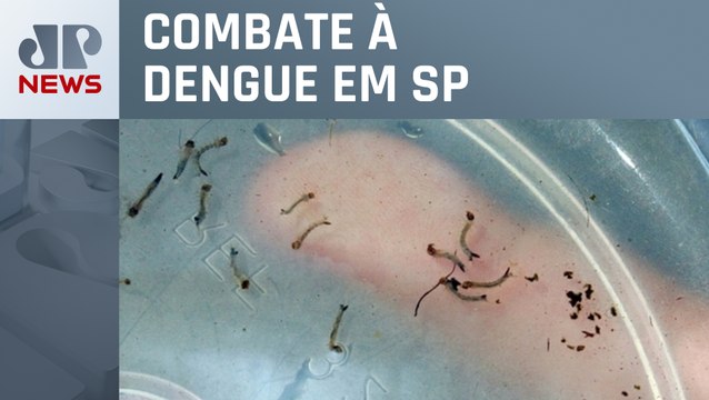 Cidade de São Paulo espalha armadilhas contra larvas do mosquito da dengue