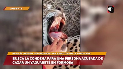 Busca la condena para una persona acusada de cazar un yaguareté en Formosa