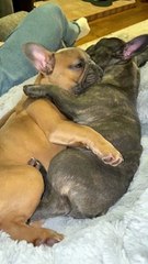 Frenchie Sisters Have A Nap