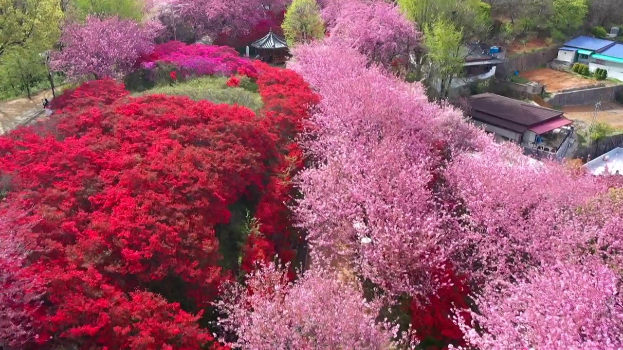 [날씨] '봄꽃 만발' 전주 꽃동산...황사 내일 오후 해소 / YTN