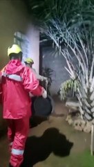 Jiboia invade residência e ataca morador; veja vídeo do resgate