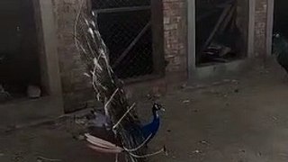 Peacock Opening Feathers Slow Motion