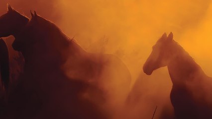Wild Beauty: Mustang Spirit of the West (2022) | Official Trailer, Full Movie Stream Preview
