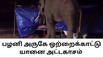 திண்டுக்கல்: பழக்கடையில் கொள்ளையடித்த காட்டு யானை !