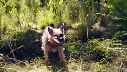 Strays Bande-annonce (DE)