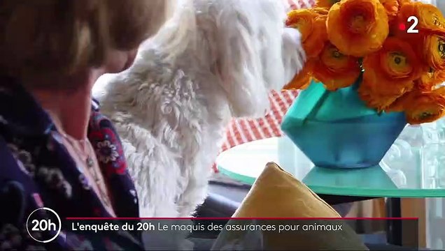 Attention aux pièges des mutuelles pour animaux : Il y a des pièges à éviter !