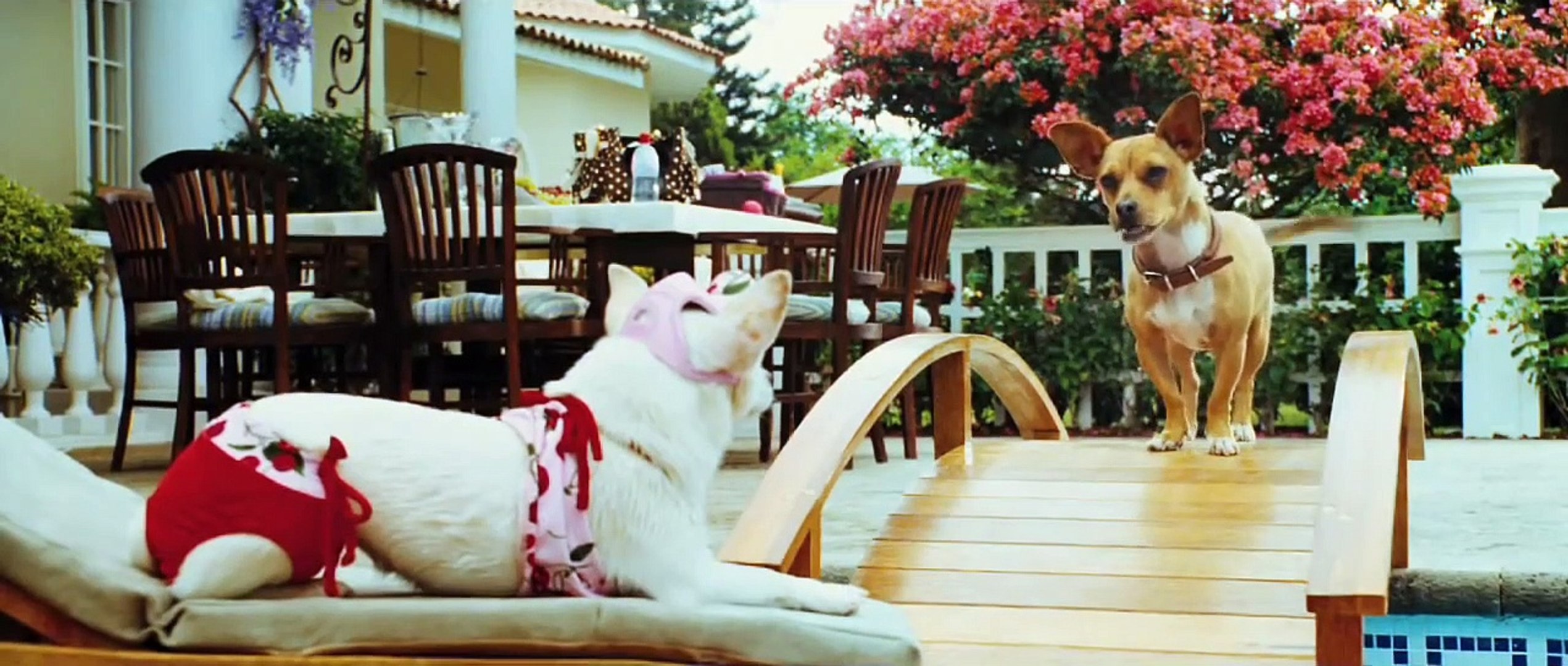 Le Chihuahua De Beverly Hills Critique – UMRQGO