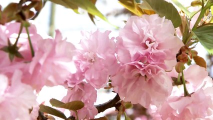 [날씨] 봄기운 가득 전주 꽃동산...내일 남부 비, 오후 황사 해소 / YTN