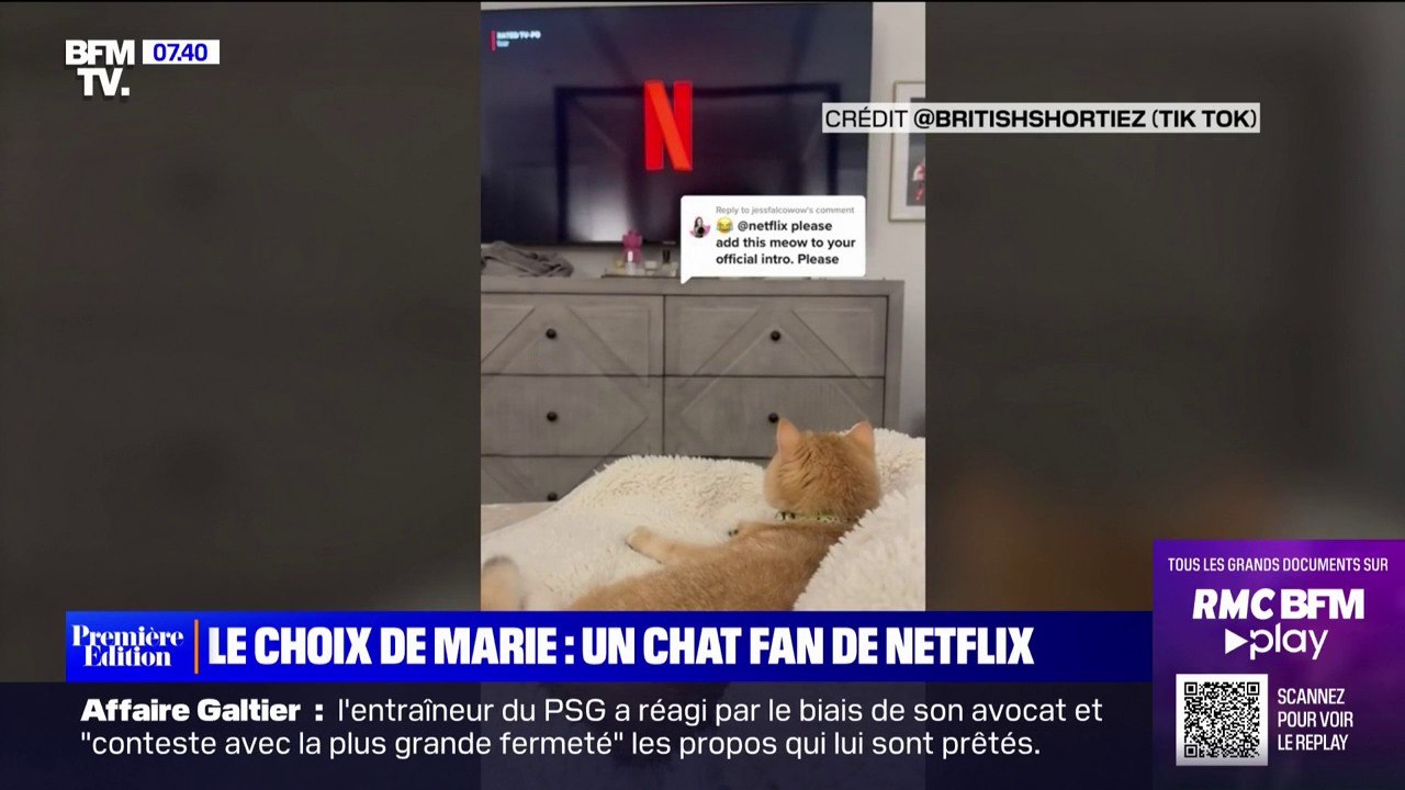 Sawyer, le chat fan de Netflix qui miaule dès q...