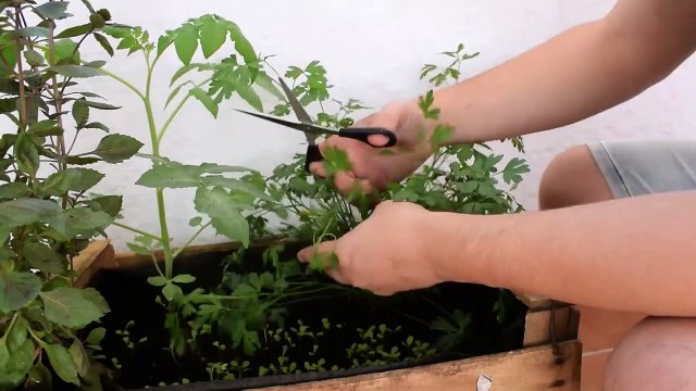 COMO CONSERVAR EL PEREJIL ¡¡¡DE ESTA FORMA SIEMPRE TENDRÁS PEREJIL EN CASA!!!