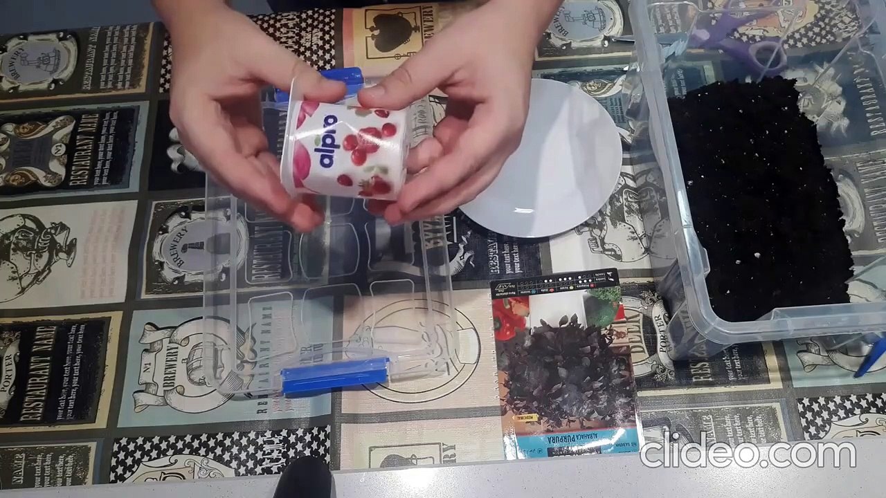 Como Germinar Albahaca por SEMILLA Paso a Paso - Muy fácil. Todo sobre esta planta aromática!!!