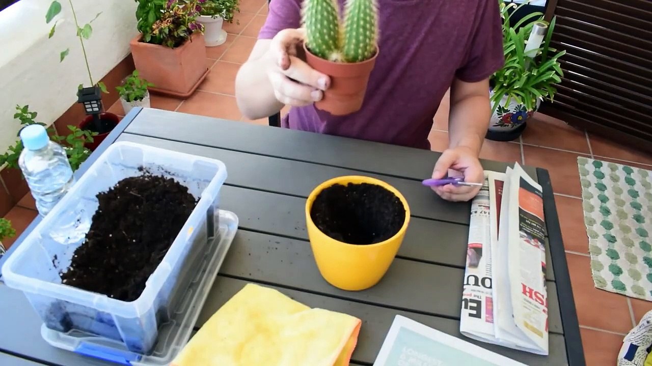 COMO TRASPLANTAR UN CACTUS SIN PINCHARSE  TRASPLANTA UN CACTUS SIN PINCHARTE paso a paso