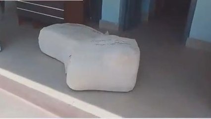 अररिया: 50 किलो गांजा के साथ तस्कर गिरफ्तार, जानें कहां से आ रही थी गांजा की खेप