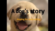 A dog's story