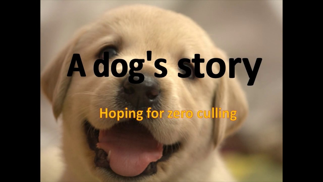 A dog's story