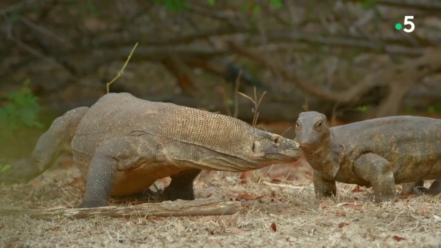 Caméras espions en terre animale - Dans les îles du Sud